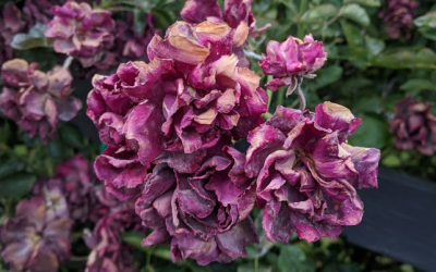 Positivity: Is yours Toxic, Fearful, or Healthy?