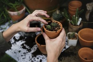 Close up of hands gently potting small succulents